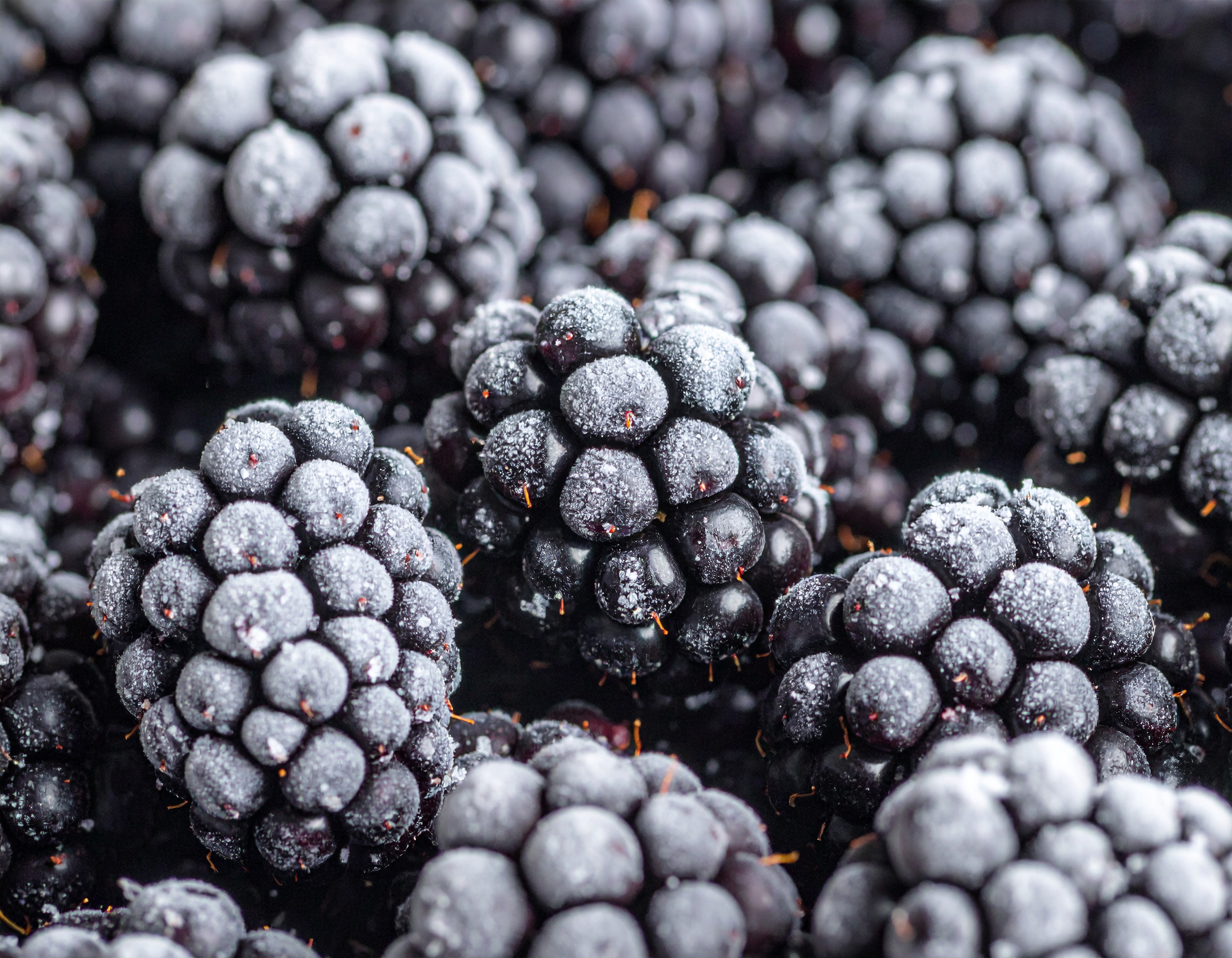 Firefly_polpa de fruta amora congelada 993519.jpg